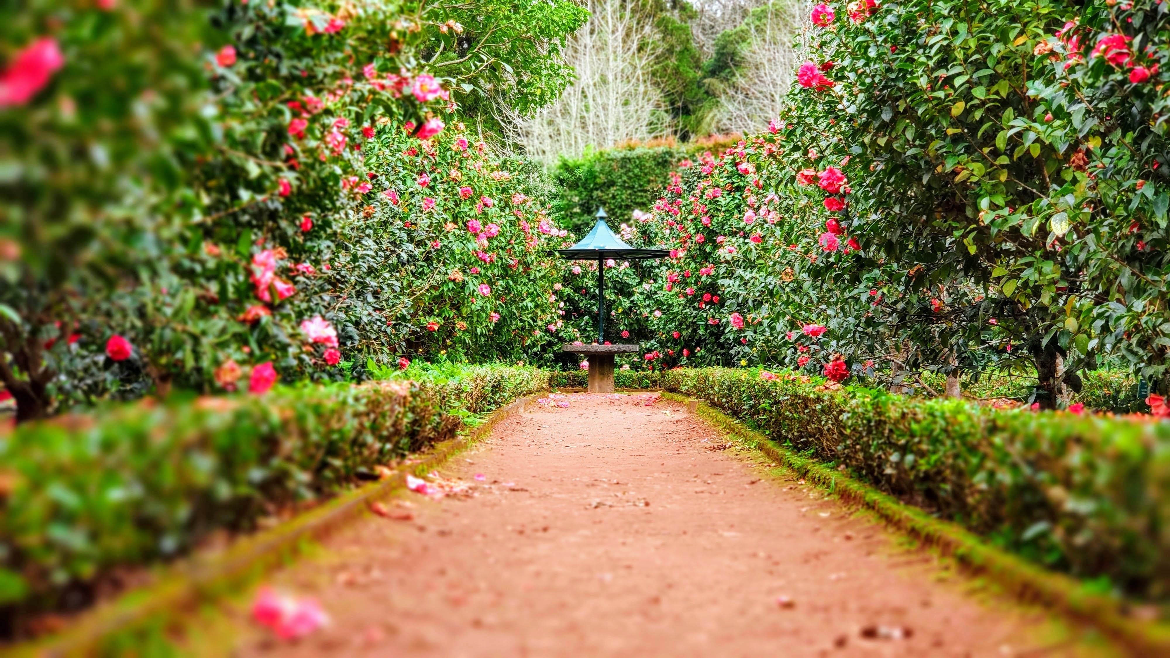 Path with roses